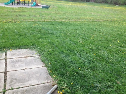 Scotts 2000-20S 20-Inch 5-Blade Push Reel Lawn Mower, Green customer photo 1