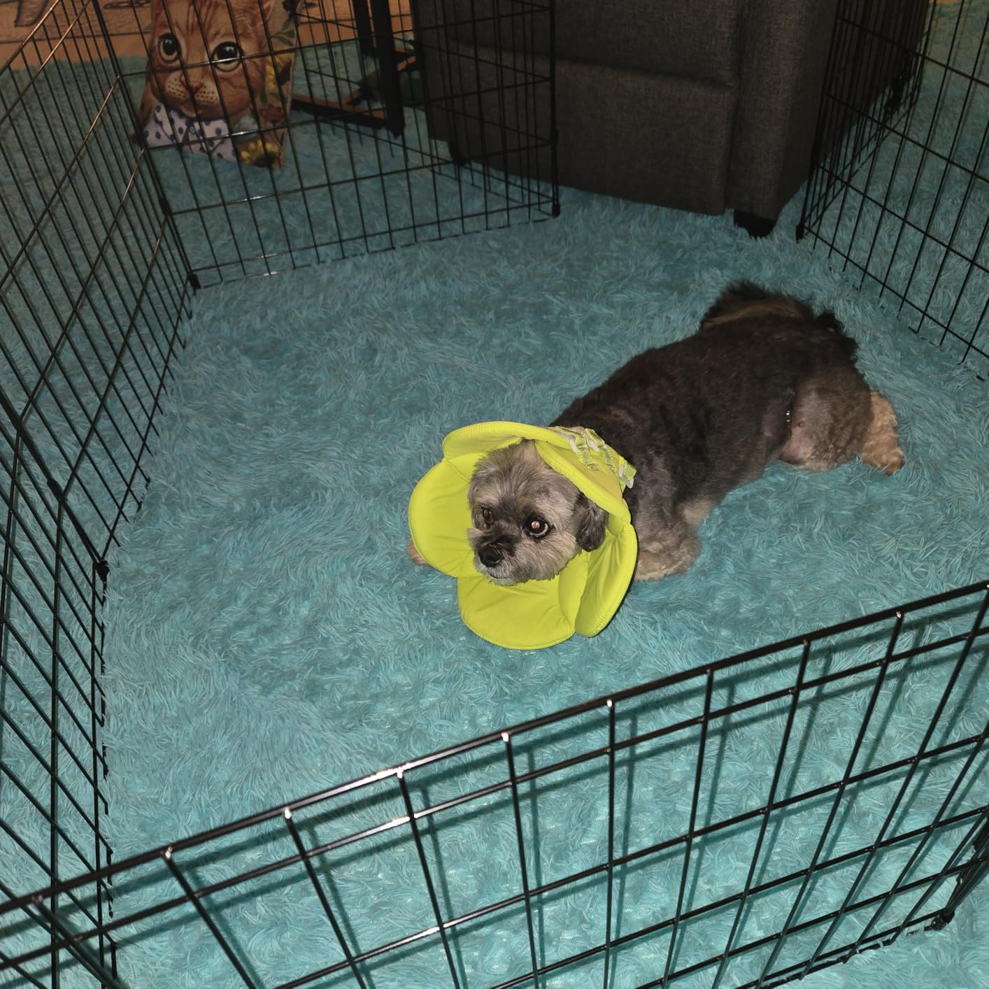 Midwest 36-Inch Exercise Pen, No Door, 16 Sq Ft Play Area customer photo 2