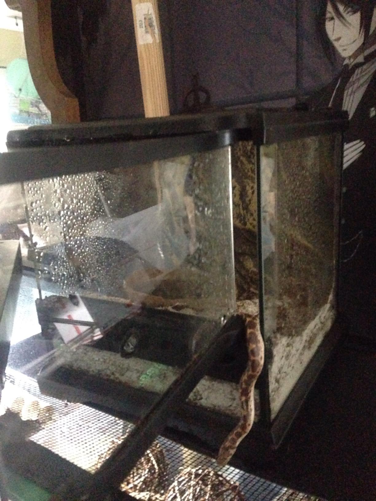 Exo Terra Glass Terrarium Kit, for Reptiles and Amphibians, Nano, 8 x 8 x 8 inches, PT2599A1 customer photo 1