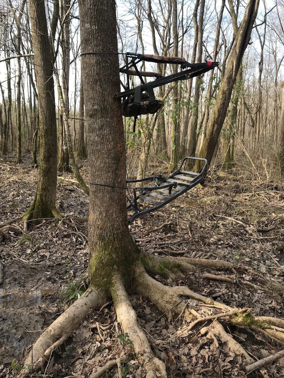Summit Titan SD Treestand customer photo 1