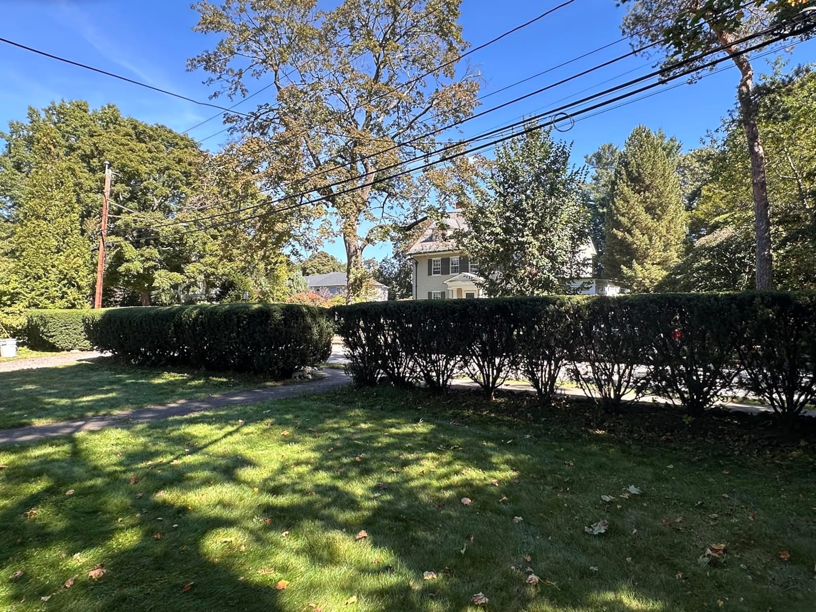 BLACK+DECKER 20V MAX Cordless Hedge Trimmer, Battery and Charger Included, 22 Inch Steel Blade Lightweight Bush Trimmer, Soft Grip, Less Vibration (LHT2220) customer photo 2