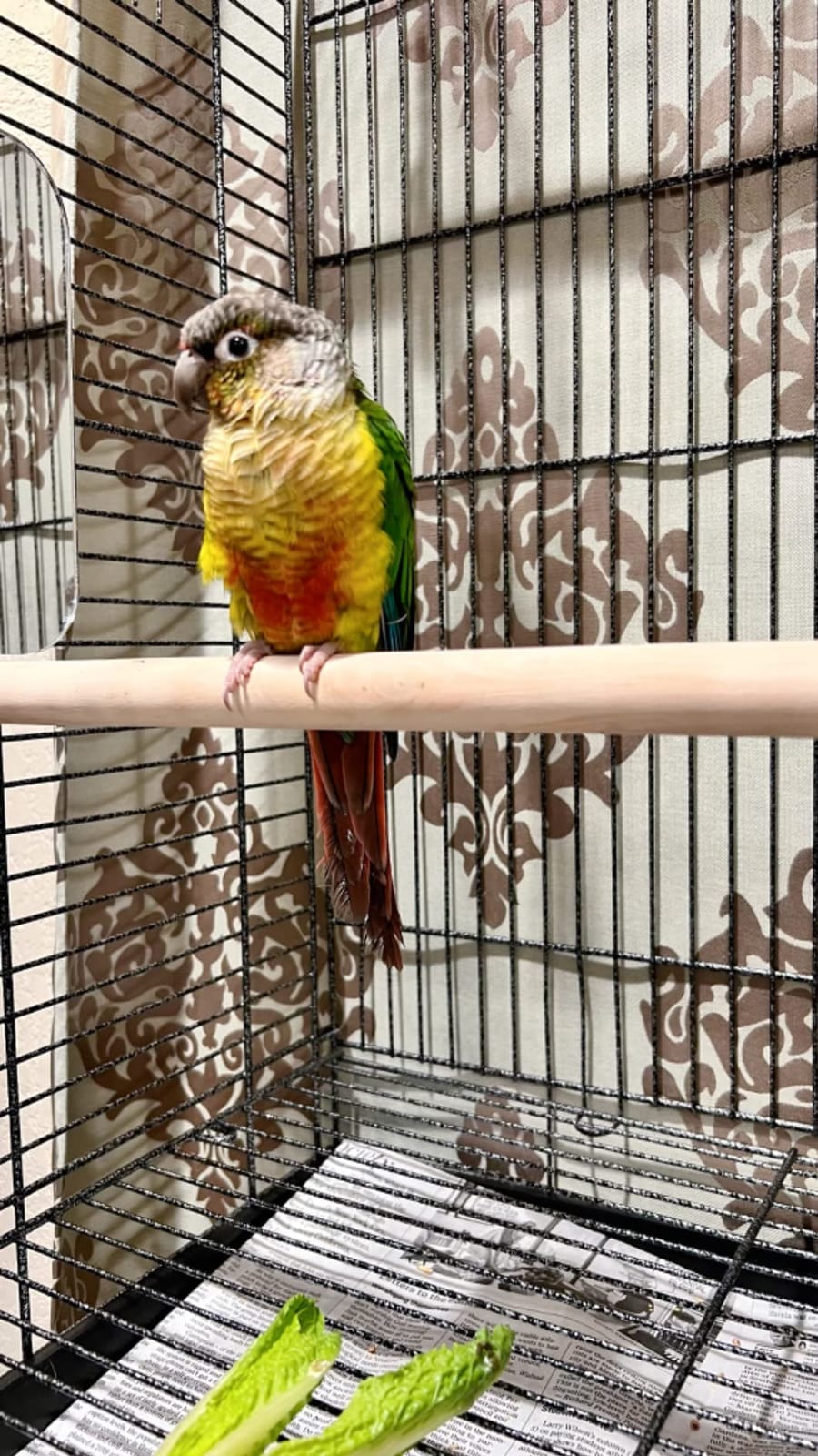 65-Inch Open and Close Dome Plays Top Parrot Lovebird Cockatiel Cockatiels Parakeets Cage Tight 5/8-Inch Bar Spacing with Removable Rolling Stand customer photo 1