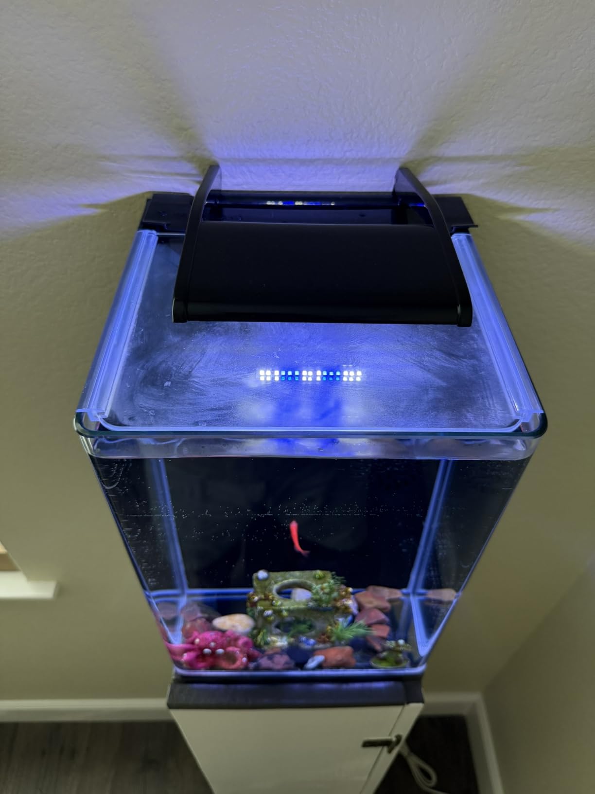 Marineland Portrait Glass LED Aquarium Kit, 5 Gallons, Hidden Filtration,Black customer photo 1