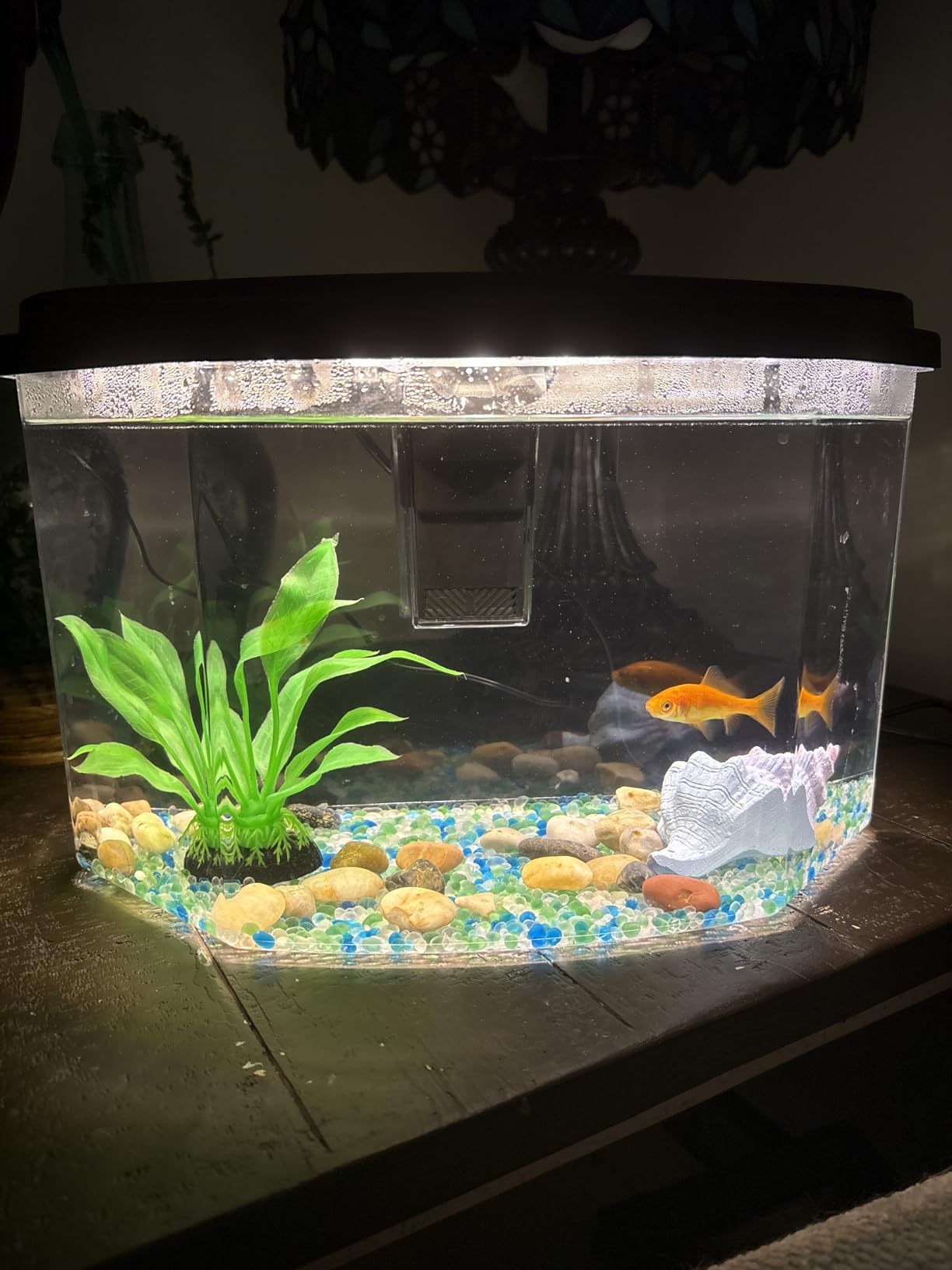 Koller Products 6.5-Gallon Aquarium Kit with Power Filter and LED Lighting, (AP650) customer photo 1