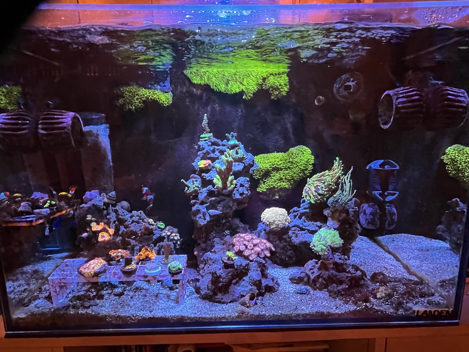 LANDEN EzFlux 60 Rimless 26 Gallon Rear Filtration Tank, Pump Included customer photo 1