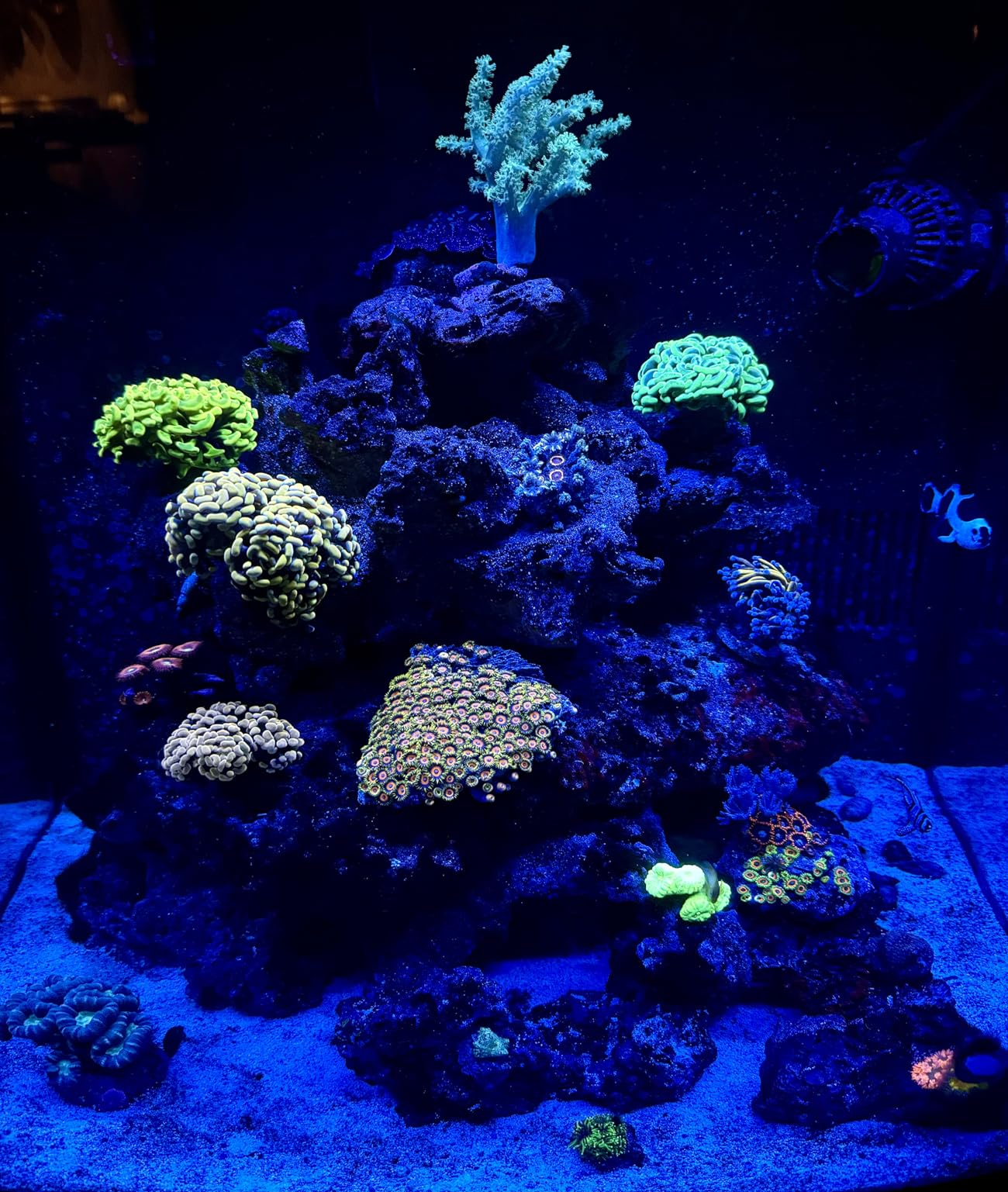 Coralife BioCube, Aquarium Kit, Integrated 24-hour Timer, Customizable LED Lighting, for Saltwater and Freshwater Environments, 32 Gallon customer photo 1