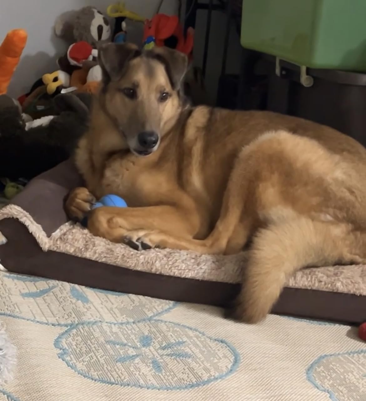 Furhaven Orthopedic Dog Bed for Large Dogs w/ Removable Bolsters & Washable Cover, For Dogs Up to 95 lbs - Two-Tone Plush Faux Fur & Suede L Shaped Chaise - Stone Gray, Jumbo/XL customer photo 1