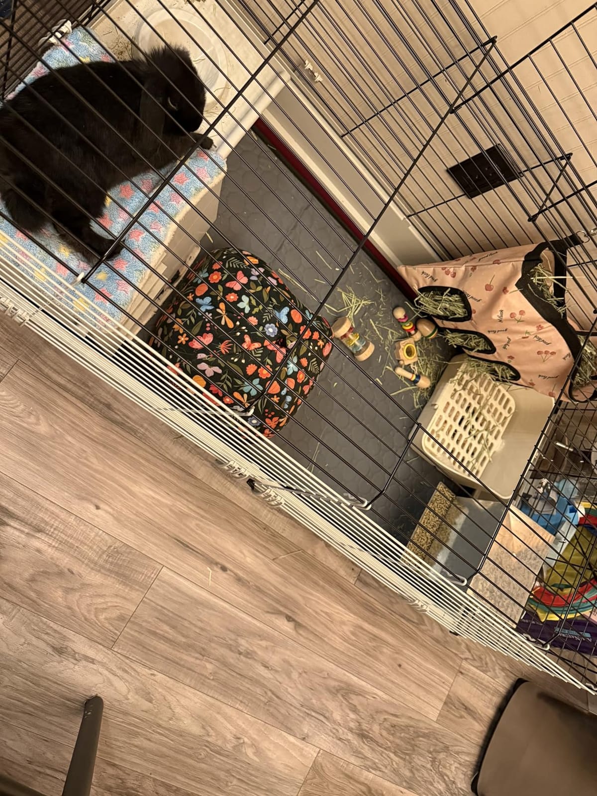 Midwest Homes for Pets Deluxe Rabbit & Guinea Pig Cage, X-Large, White & Red customer photo 2