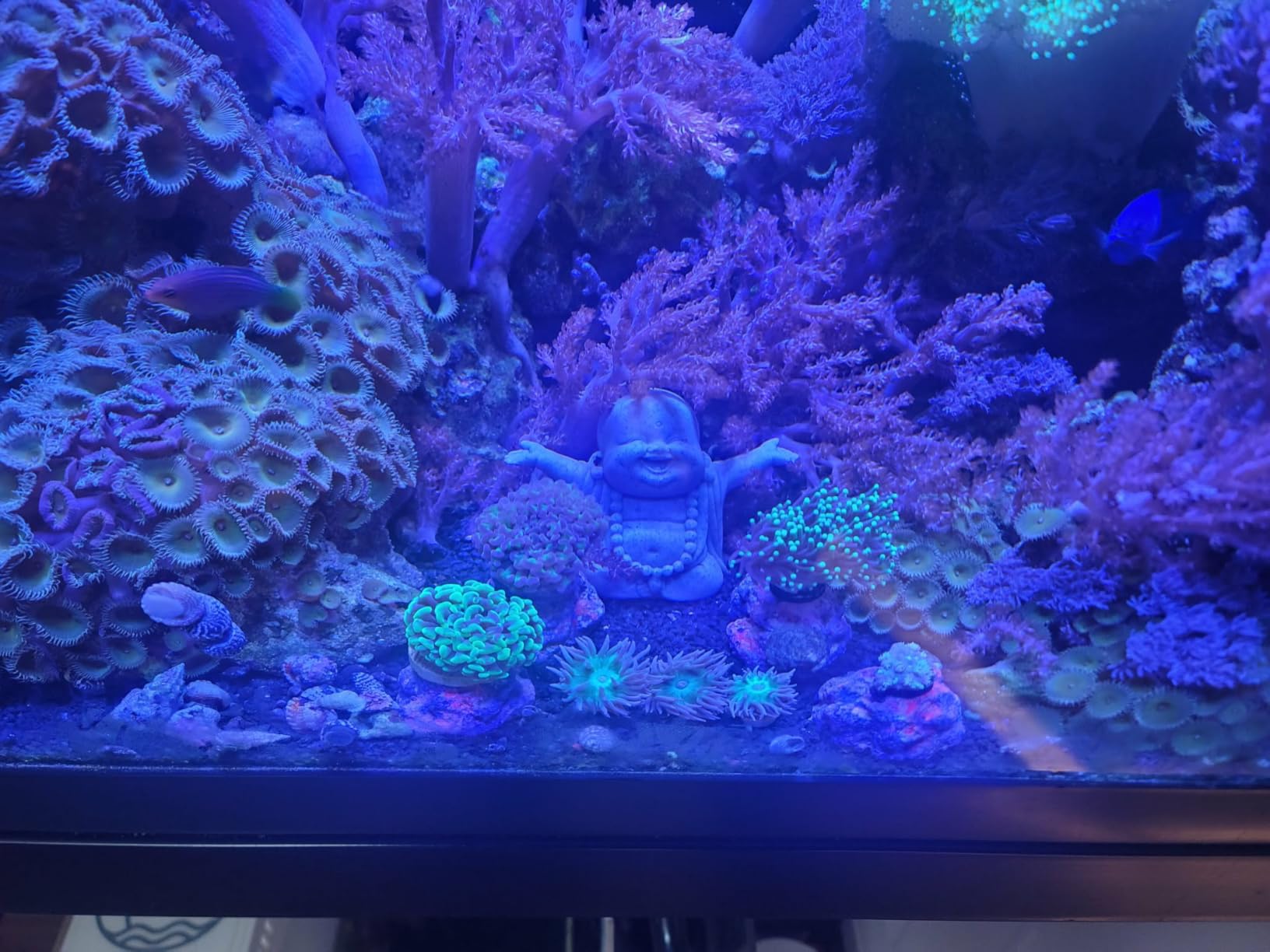 VIPARSPECTRA 165W LED Aquarium Light Dimmable Full Spectrum LED Reef Lights customer photo 1