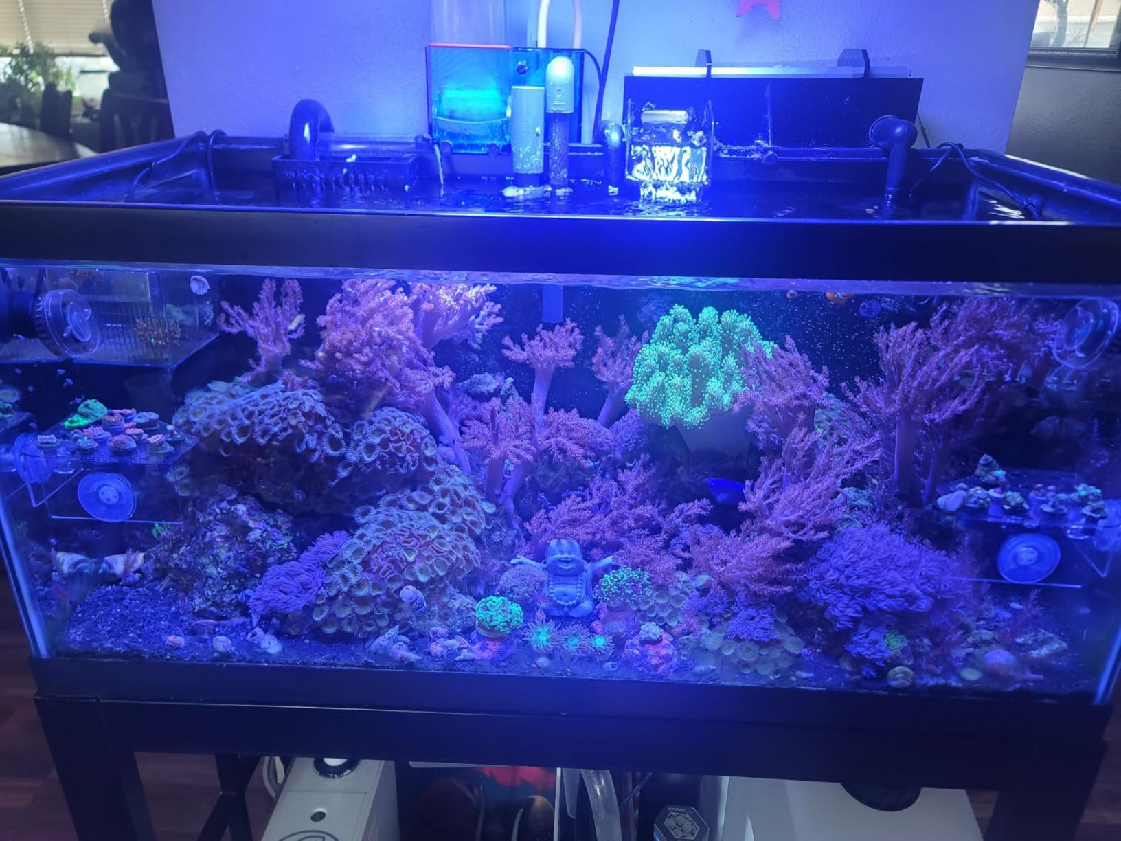 VIPARSPECTRA 165W LED Aquarium Light Dimmable Full Spectrum LED Reef Lights customer photo 2