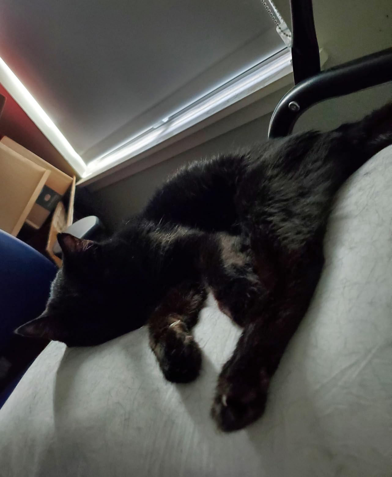 DOWNCOOL Large Body Pillow Insert- Breathable Full Body Pillow for Side Sleeper - Soft Long Bed Pillow for Adults - 20 x 54 inch (White) customer photo 2