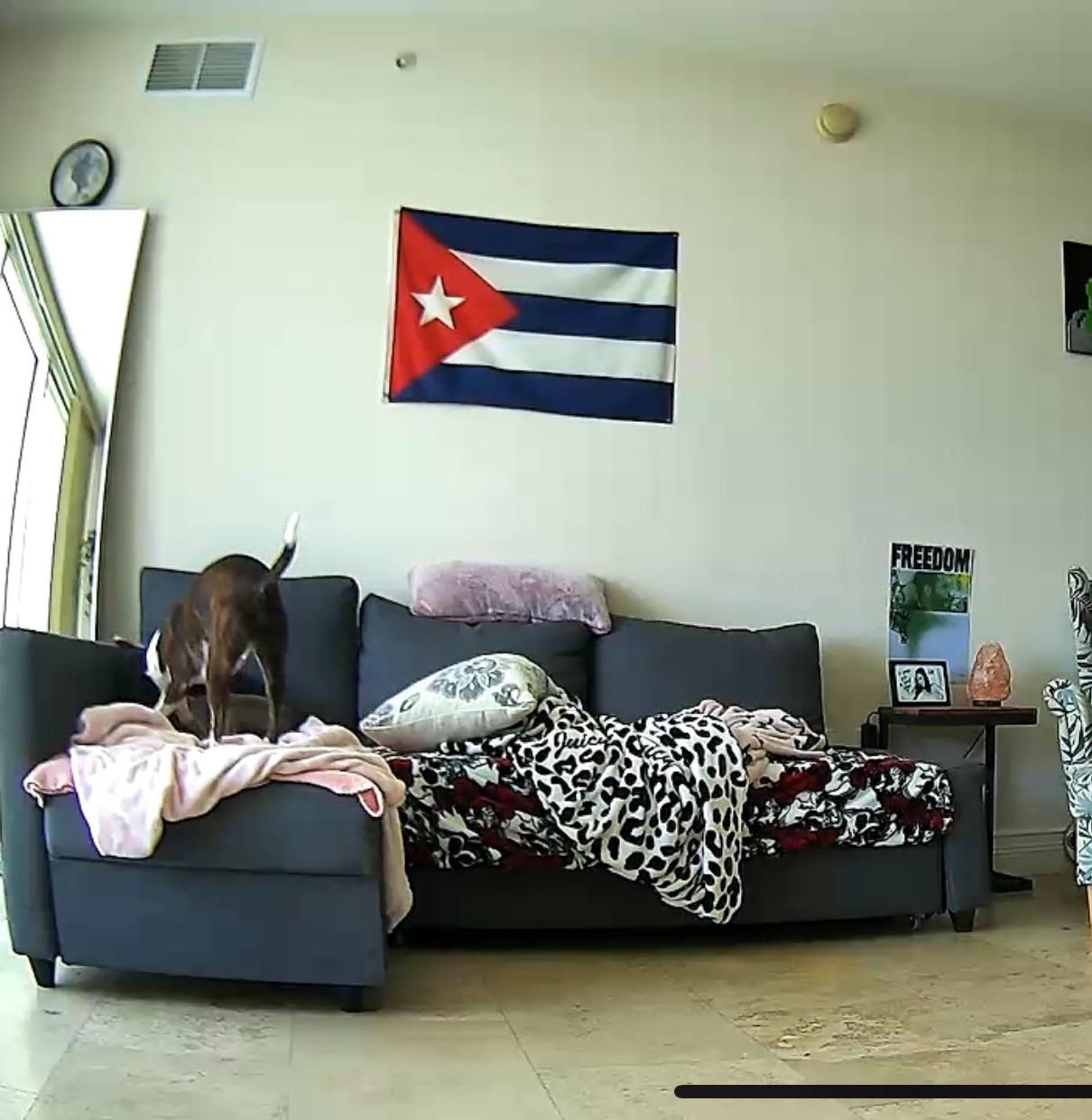 Petcube Cam – Indoor Wi-Fi Pet & Security Camera with App customer photo 2