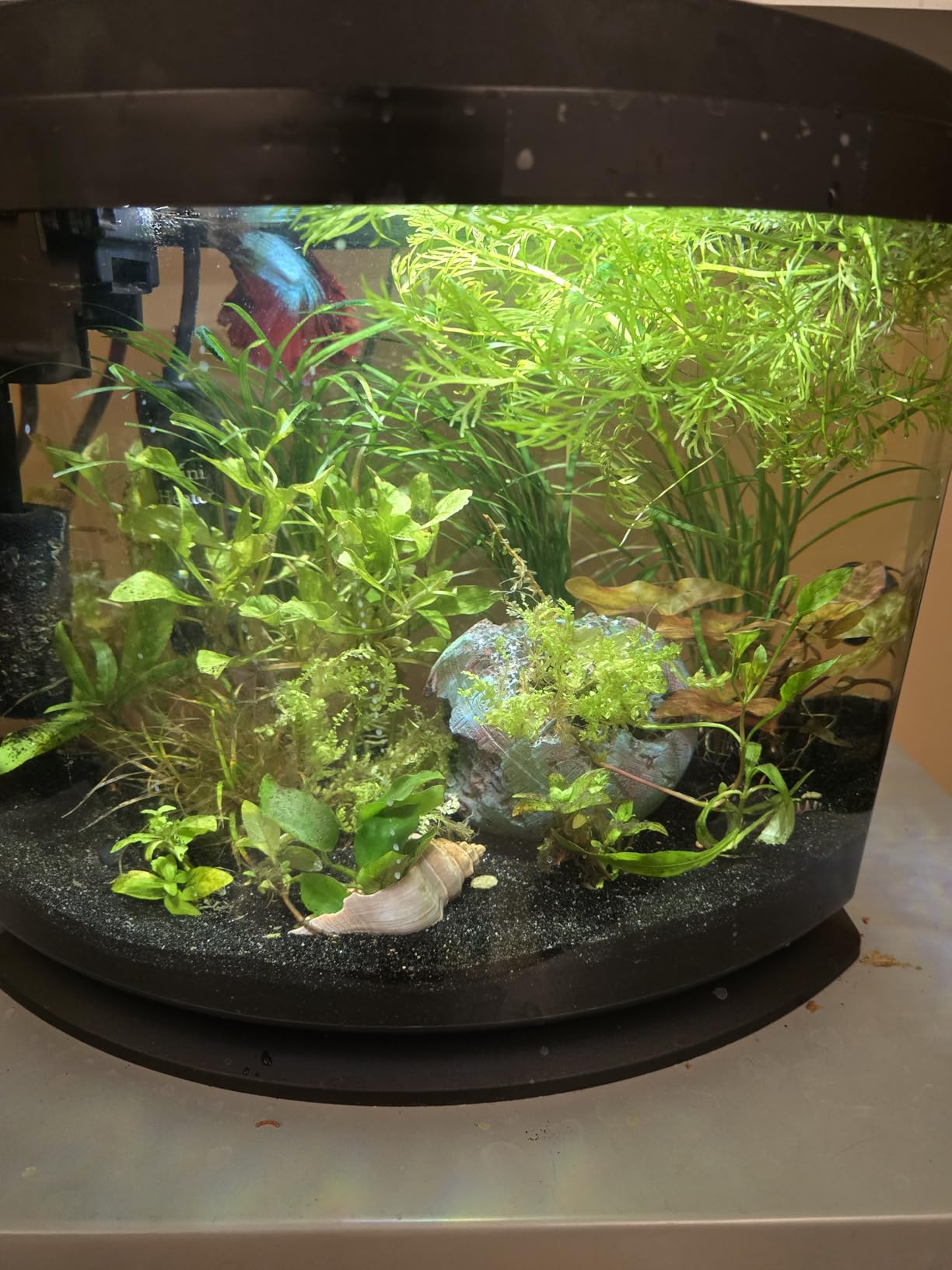 Aqueon MiniBow Small Aquarium Starter Kit, All-in-One Desktop Fish Tank for Betta, Shrimp or Small Fish, Includes SmartClean Filter Technology, LED Light and Conditioner, Black, 5 Gallon customer photo 2