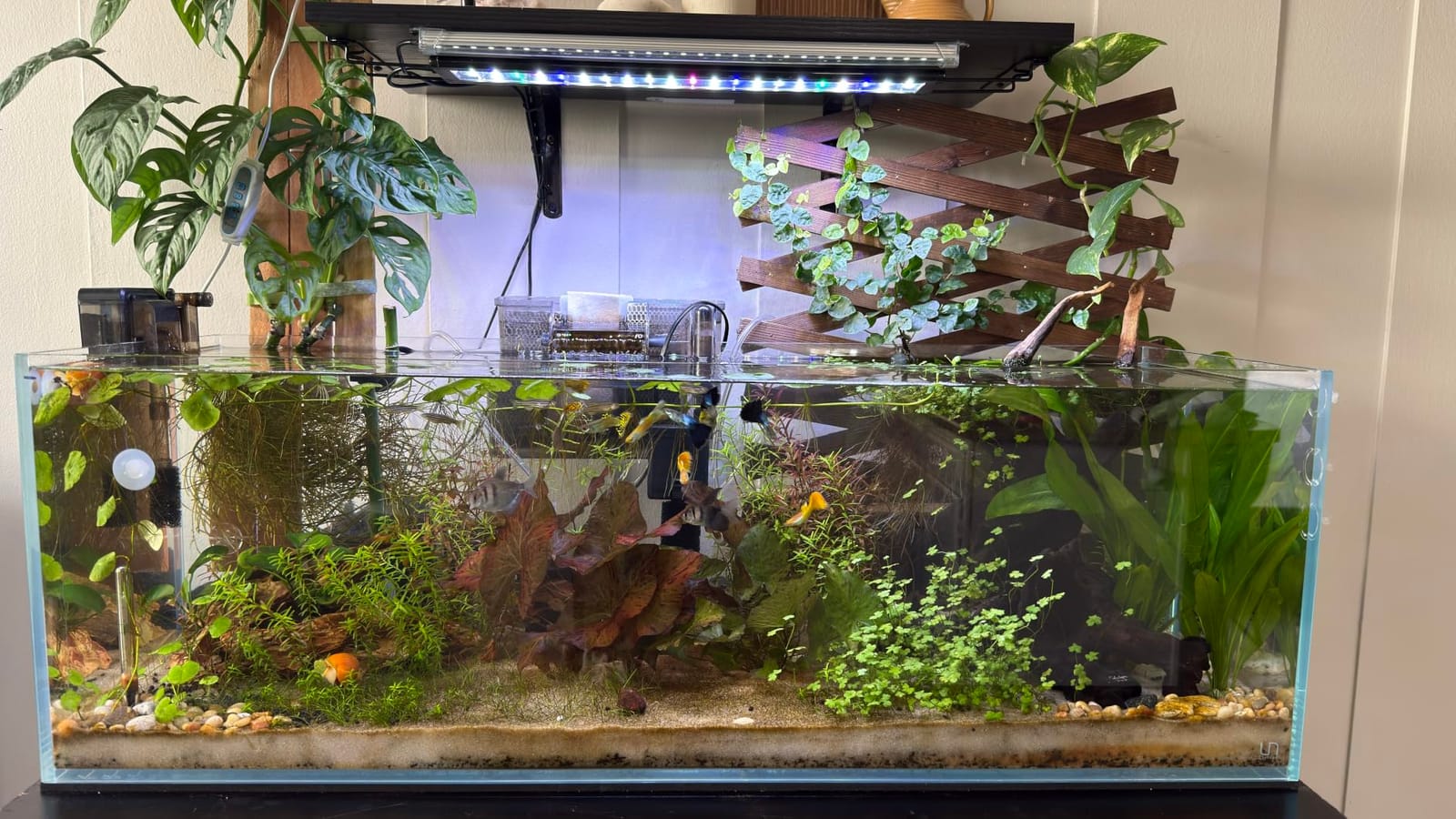 UNS Ultra Clear Rimless Tank - 16.9GAL | 64L - 15.74x15.74x15.74 | 40x40x40 CM, 6mm Glass Thickness, Leveling Mat Included - Low Iron, High Clarity Fish Tank w/ 45° Mitered Edge - [40C] customer photo 2