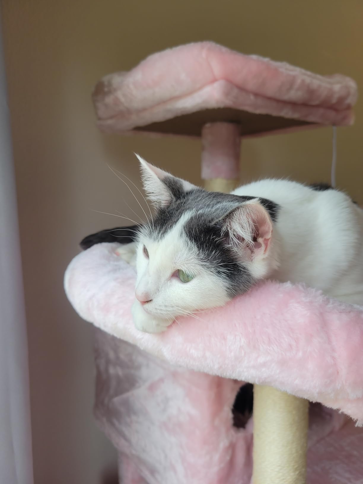SHA CERLIN 68 Inches Multi-Level Large Cat Tree for Large Kitties/Big Cat Tower with Condo/Cozy Plush Pussycat Perches/Sisal Scratching Posts and Hammocks/Activity Center/Dark Grey customer photo 2