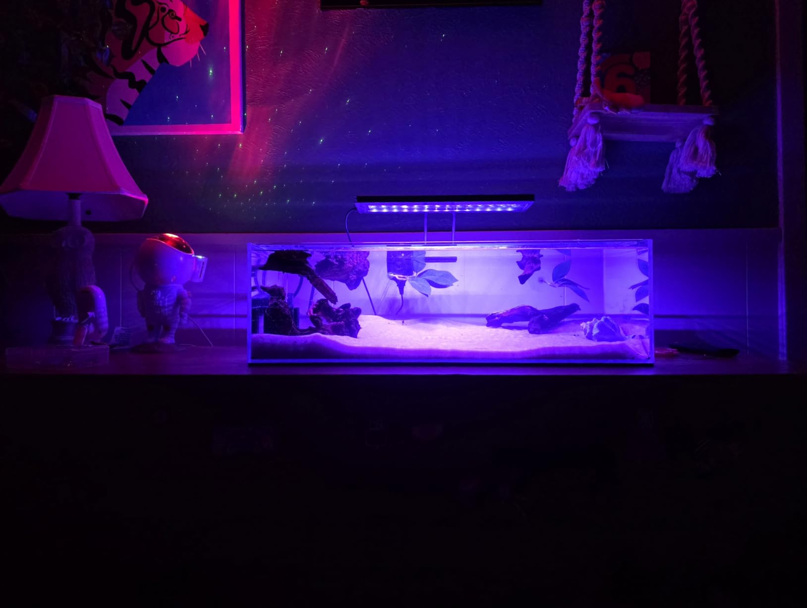LANDEN Aquarium 45P 10 Gallon Ultra Clear Glass Rimless Fish Tank customer photo 1