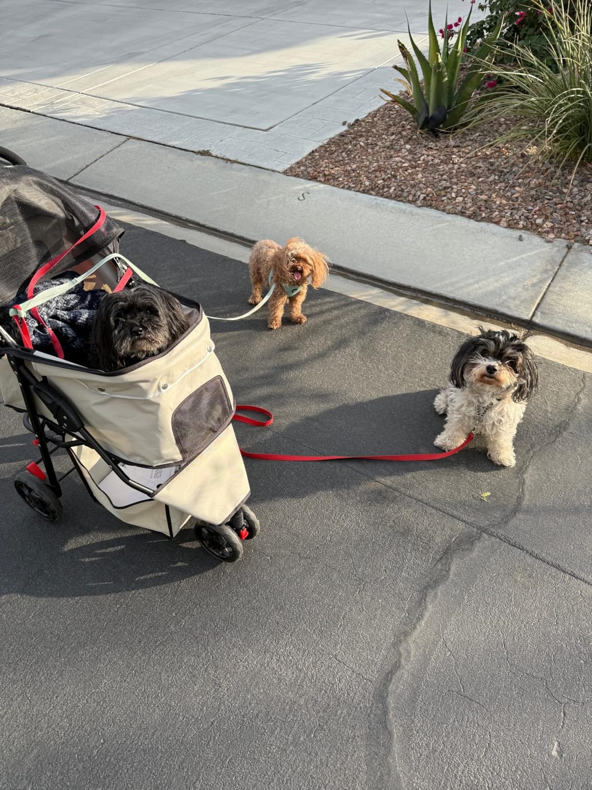 Carlson Pet Products Stroller, Includes 360 Degree Front Wheel Swivel, Rear Wheel Breaks, Reflective Trim, Mesh Panels, Umbrella and Mesh Canopy, Khaki customer photo 1