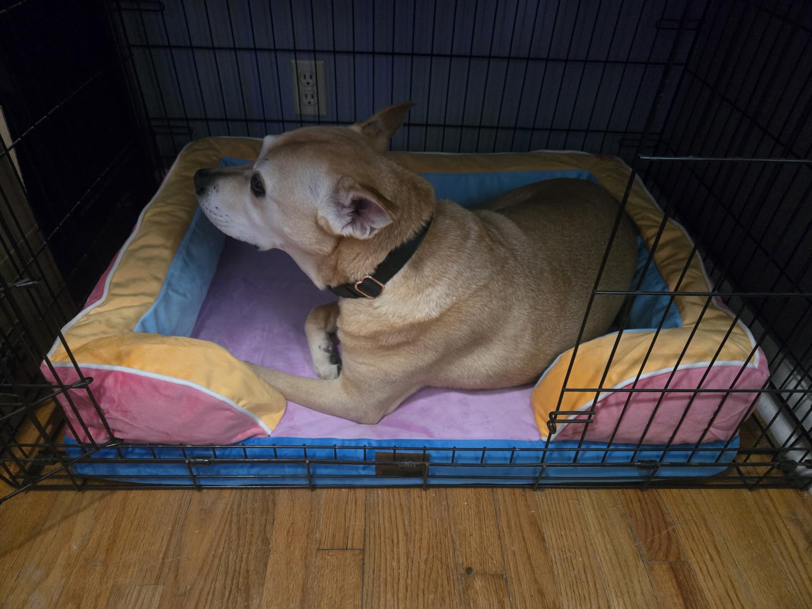 Comfort Expression Waterproof Orthopedic Dog Bed for Extra Large Dogs customer photo 2