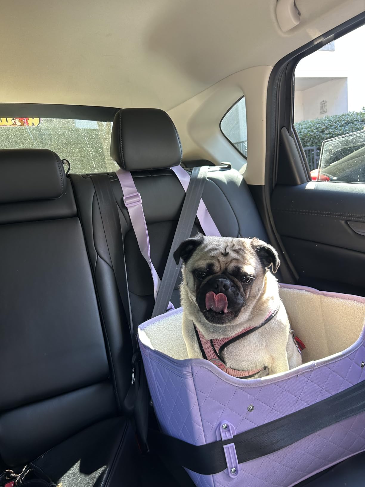PETSFIT Dog Car Seats for Small Dogs – Patented Safety Buckles – Safety Tether – Foldable Travel Dog Booster Car Seat Reduces Anxiety & Road Trips – Stable Frame, Soft Cushion, Fits Front/Back Seat customer photo 1