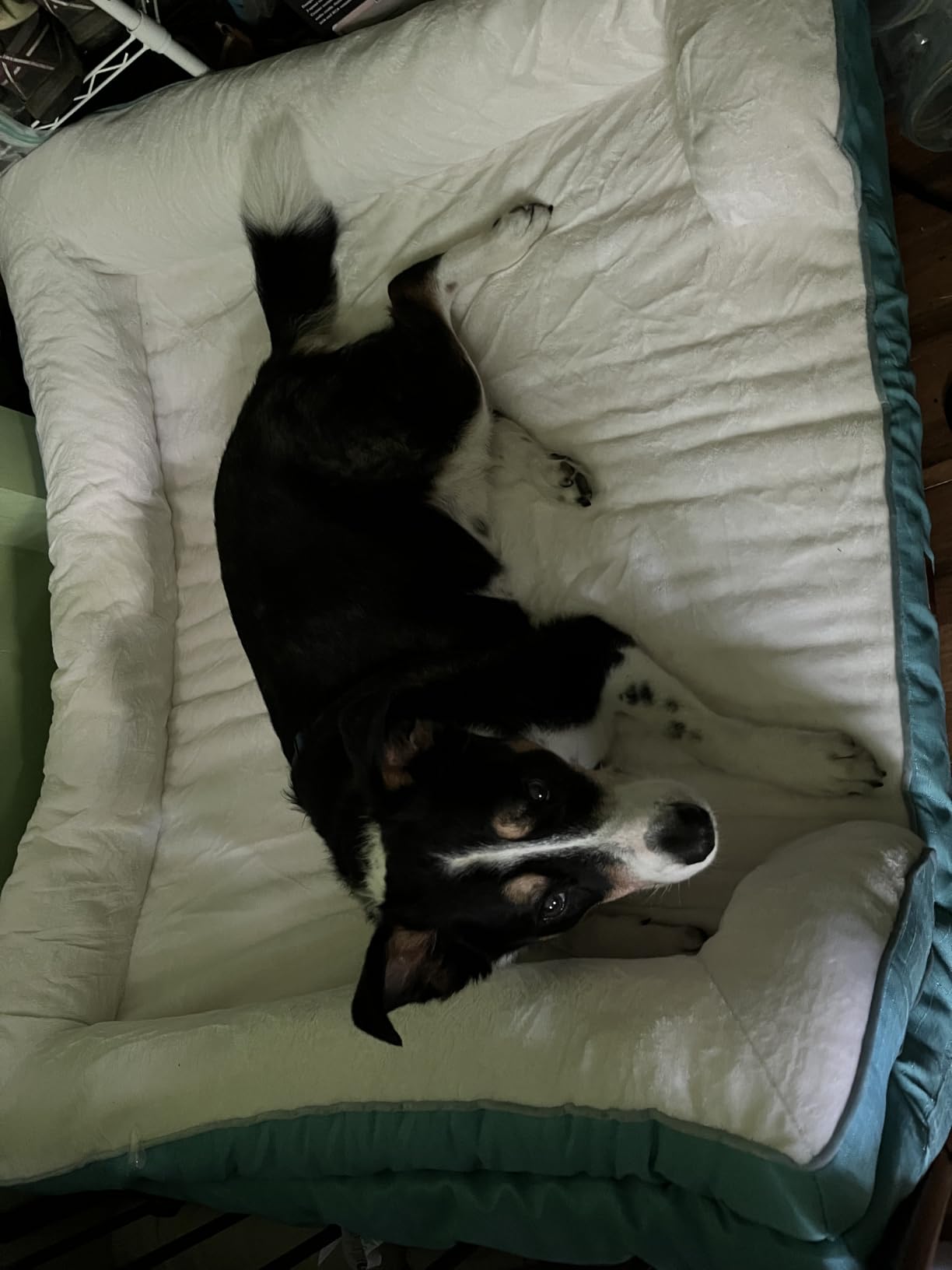 EHEYCIGA Orthopedic Dog Beds Large Sized Dog, Waterproof Memory Foam Pet Bed with Sides, Non-Slip Bottom Large Pet Bed with Washable Removable Cover, Grey | Non-Slip Bottom and Egg-Crate Memory Foam XL Dog Couch Bed with Washable Removable Cover, Grey customer photo 2
