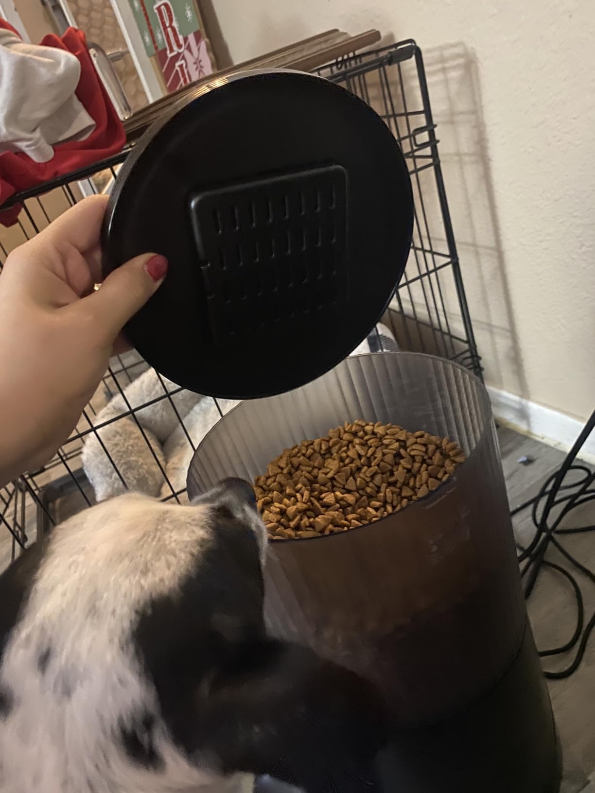 PETULTRA Automatic Cat Feeder: 4L Timed Cats Food Dispenser Programmable customer photo 2