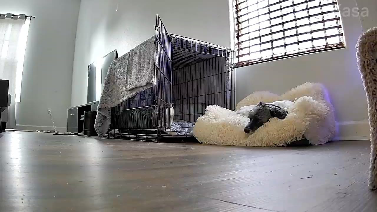 Kasa 1080p Indoor Pan/Tilt Wired Security Camera, Baby & Pet Monitor, EC71 customer photo 1