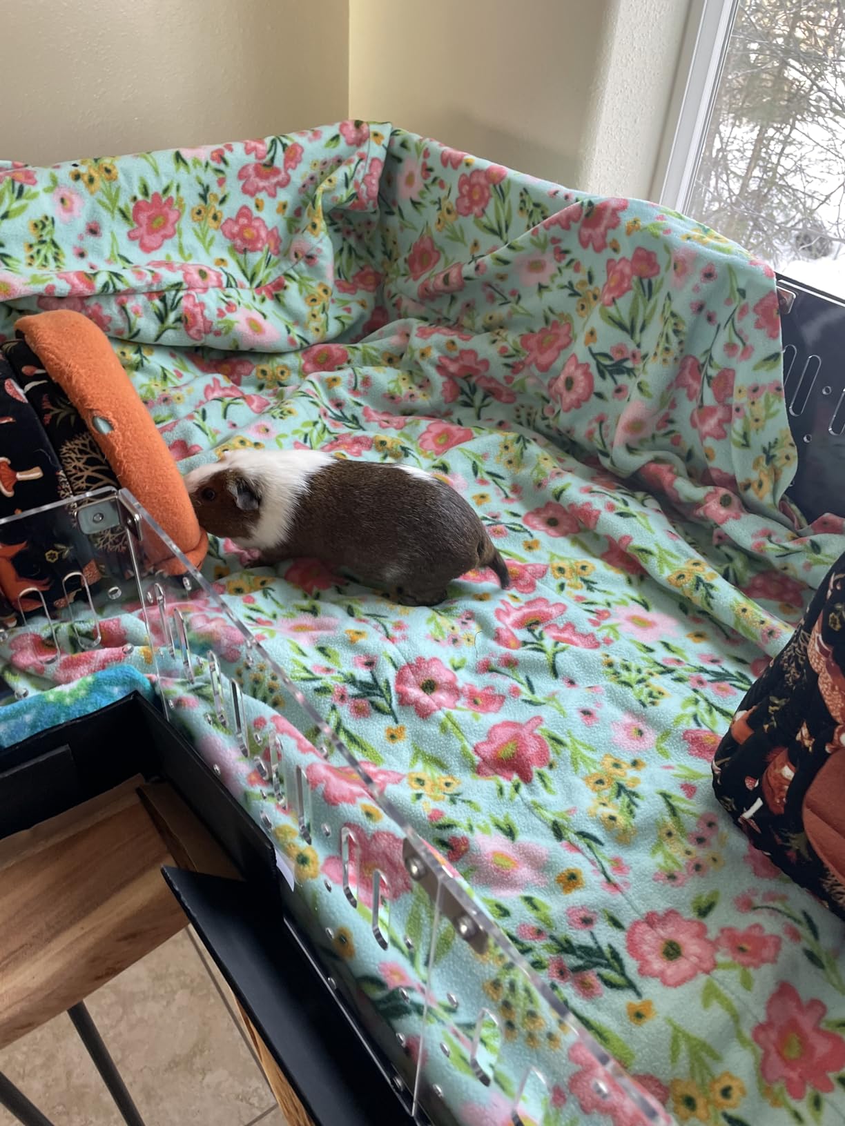 GuineaLoft™ Model-A Acrylic Guinea Pig Cage - Large 4x2ft Expandable C&C customer photo 2