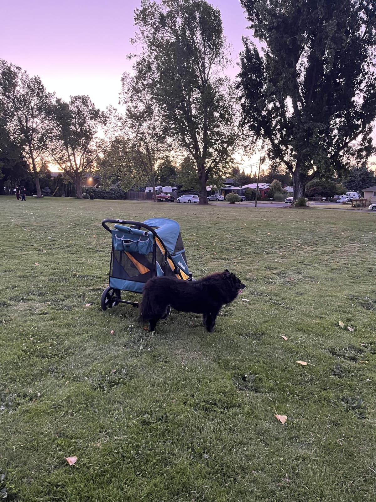 Petbobi Dog Stroller for Large Medium Dogs up to 80 lbs, Dual Entry customer photo 2