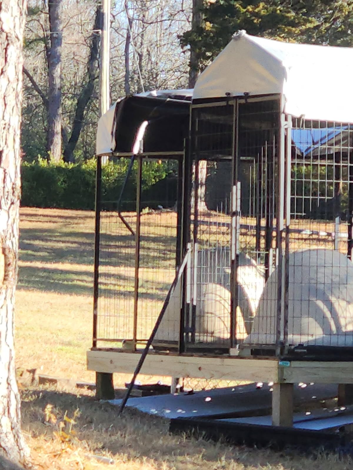 ROOMTEC Heavy Duty Outdoor Dog Kennel with Rotating Bowls, 8 x 4 x 5.6-ft customer photo 1
