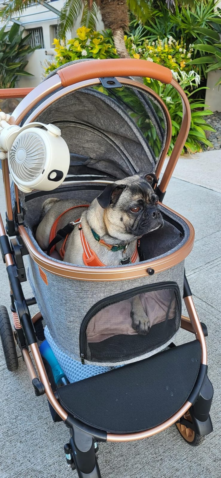 Bicystar Dog Stroller with Detachable Carrier, Rubber Wheels, 50 lbs, Grey customer photo 2