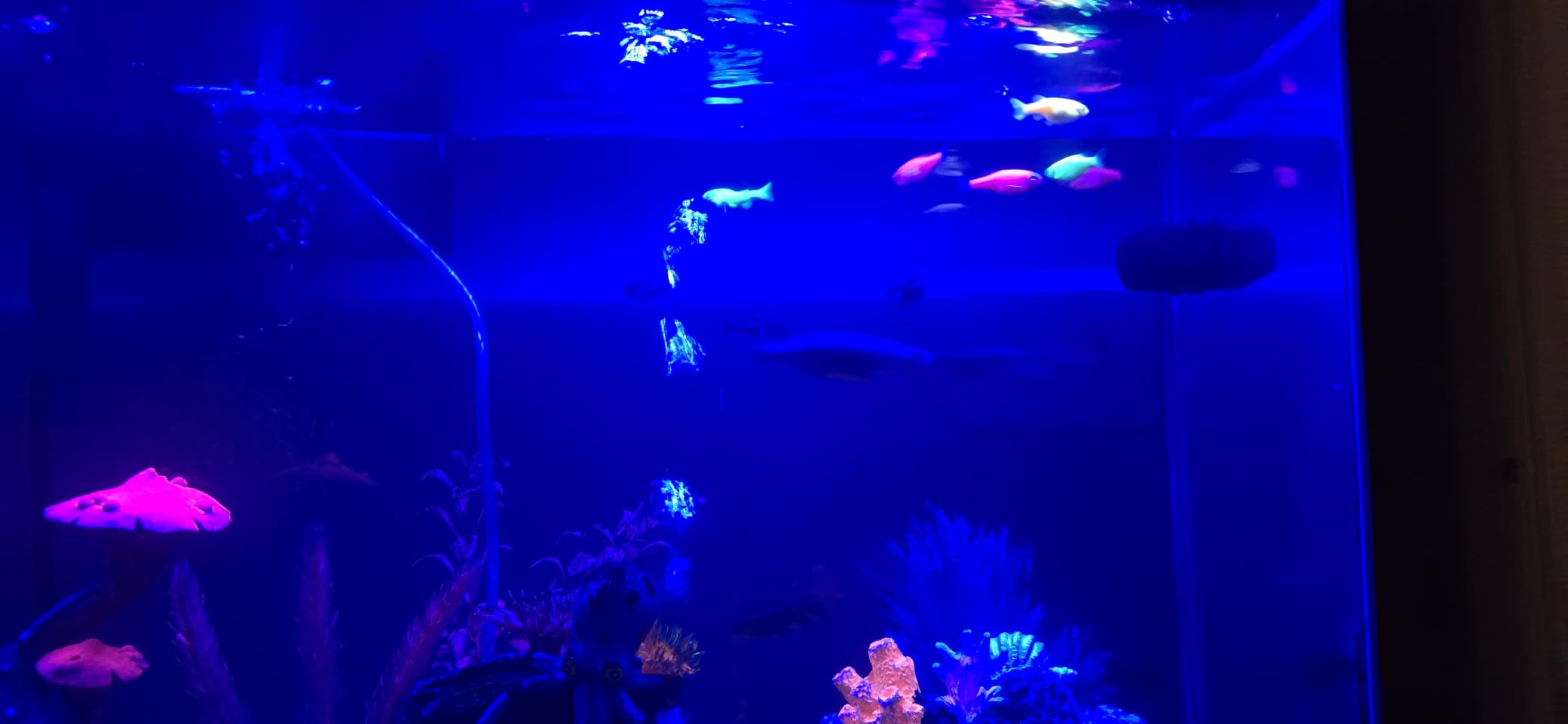 AQQA LED Aquarium Light, 24/7 & DIY Mode Full Spectrum Fish Tank Light customer photo 1