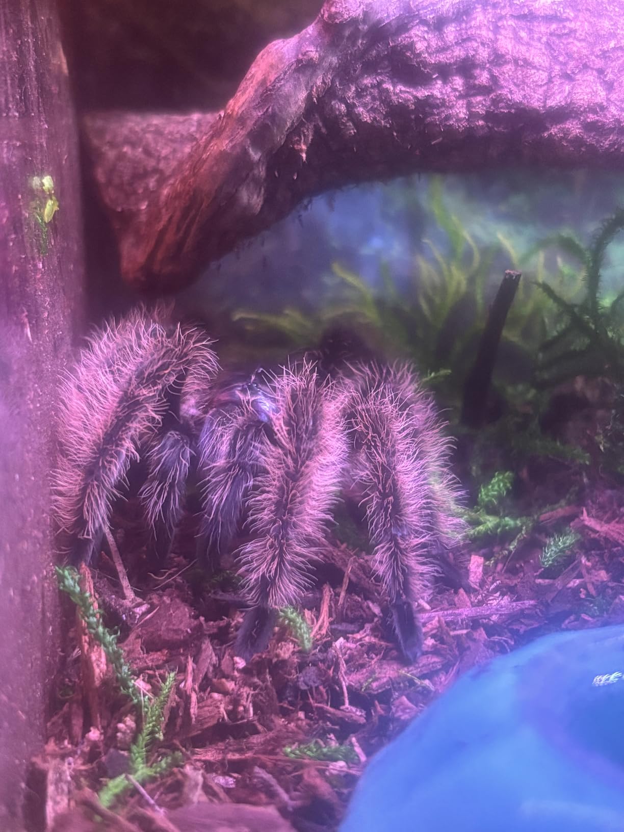 Reptile PC Tank,Escape Proof Magnetic Lid Tarantula Enclosure Large customer photo 1