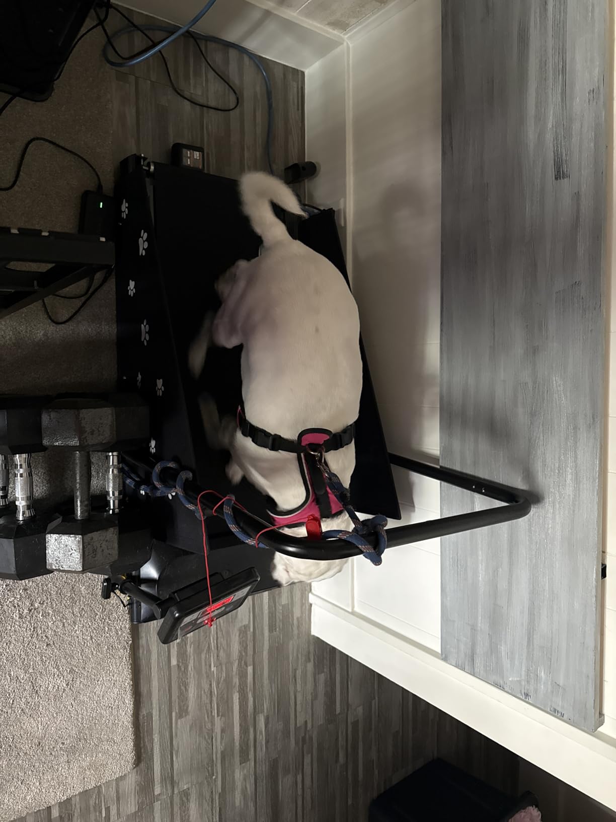 CIIHI Dog Treadmill for Medium Small Dogs - Pet Running Machine customer photo 1