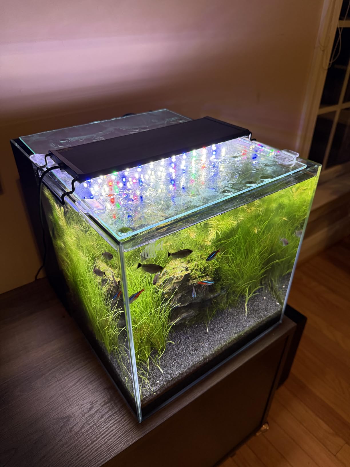 Coralland 8-Gallon Saltwater Aquarium - Ultra Clear Low Iron Glass, 45° Angled Joint Design, Crystal Clear Viewing, Perfect for Marine Fish & Reef Tanks & Freshwater customer photo 2