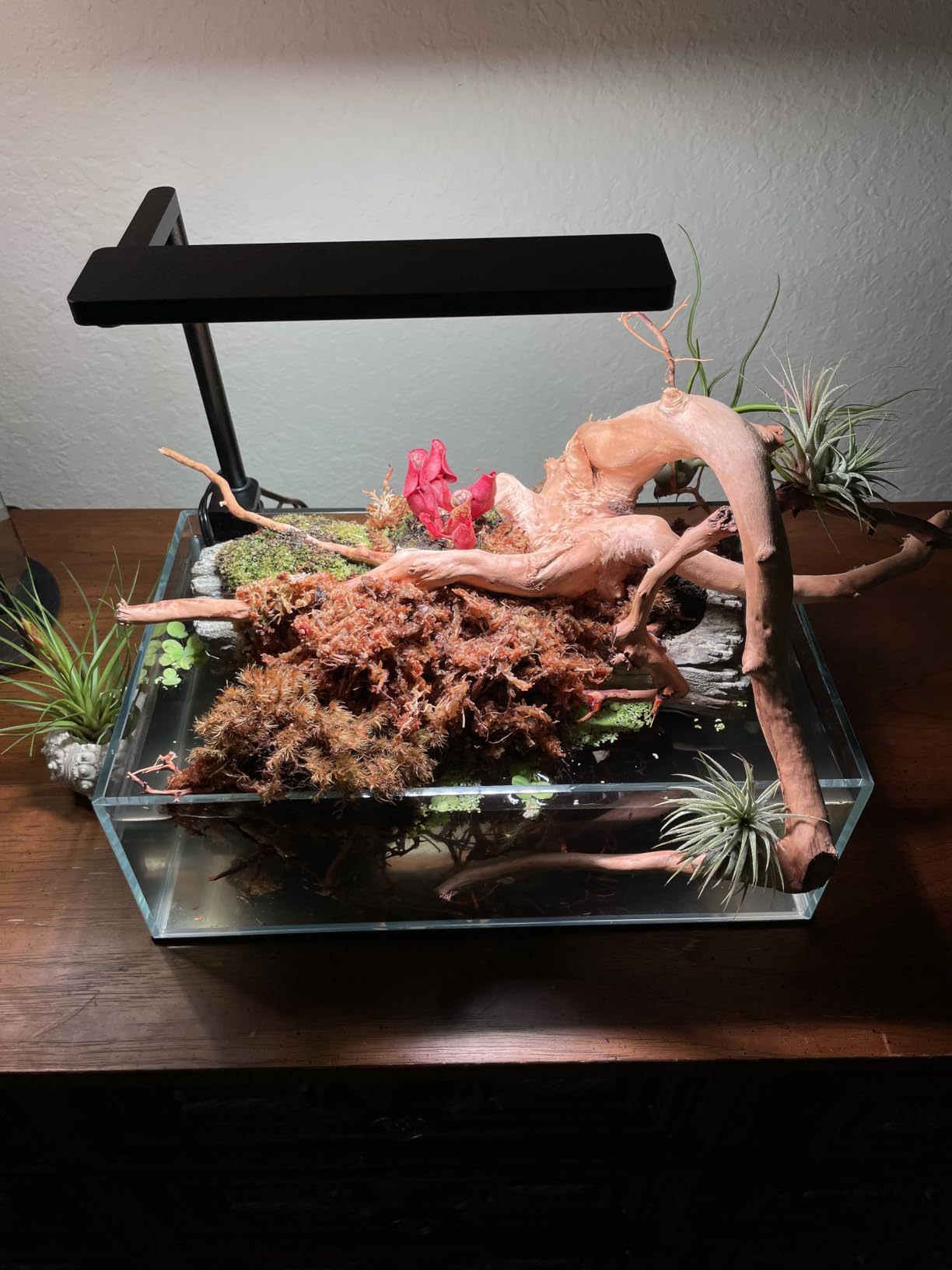FZONE Solo Series Nano LED Aquarium Light, Full Spectrum and Dimmable, App-Controlled, for Freshwater and Planted Tanks customer photo 2