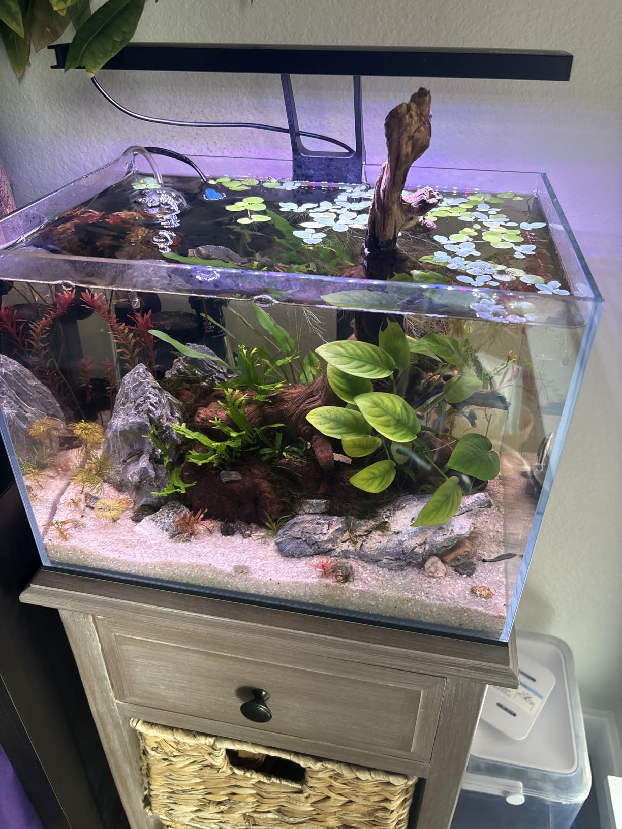 Allcolor Ultra Clear Rimless Aquarium Tank gallons Low Iron Glass Side Filtration + Anti-Jumping net (40Gal) customer photo 2