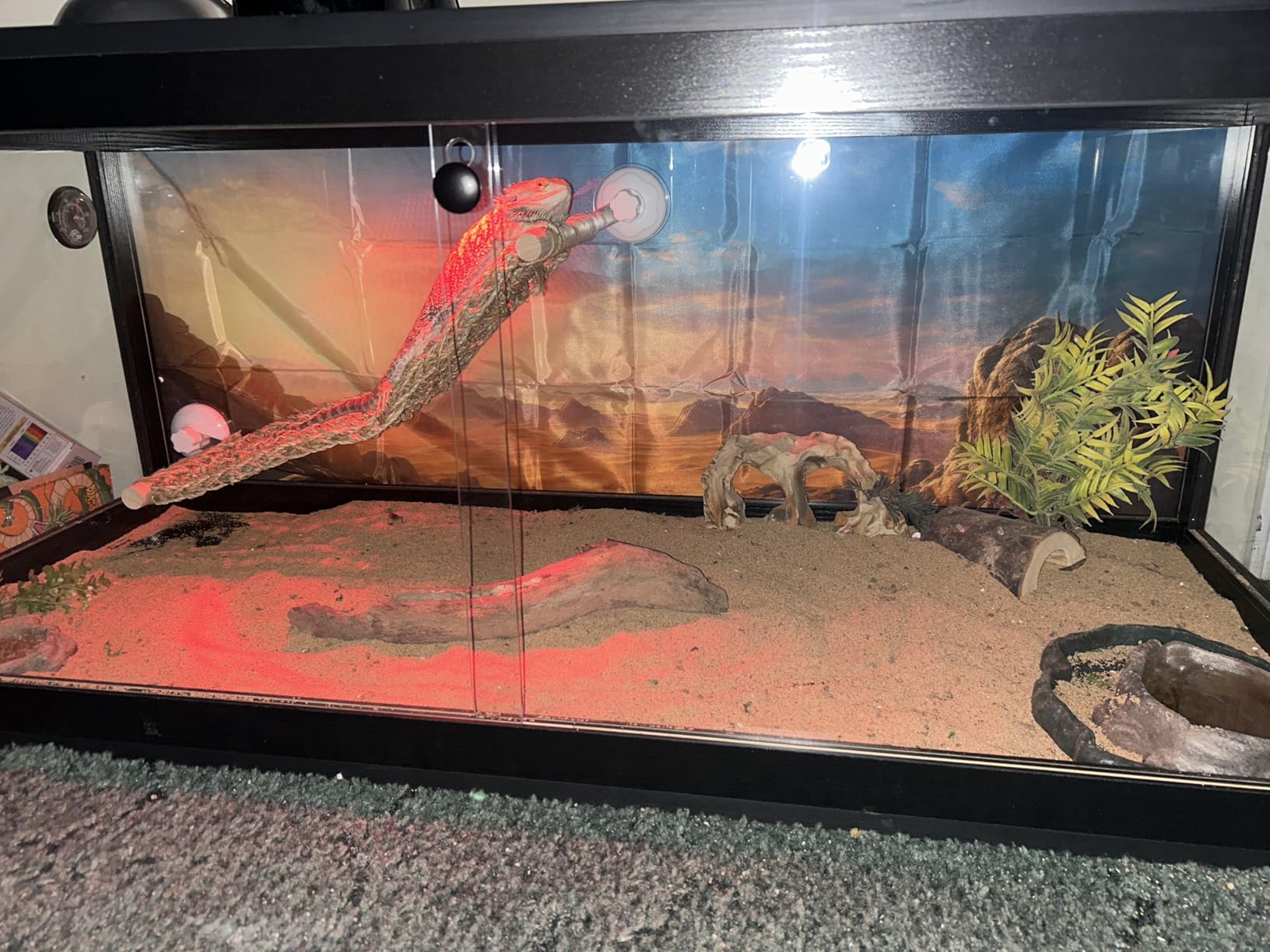 PROLEE 82 Gallon Bearded Dragon Tank, 48 x 20 x 20 Inch Tempered Glass Reptile Enclosure with Metal Mesh Top, Lockable Sliding Front Doors, Large Lizard and Snake Terrarium, Black customer photo 1