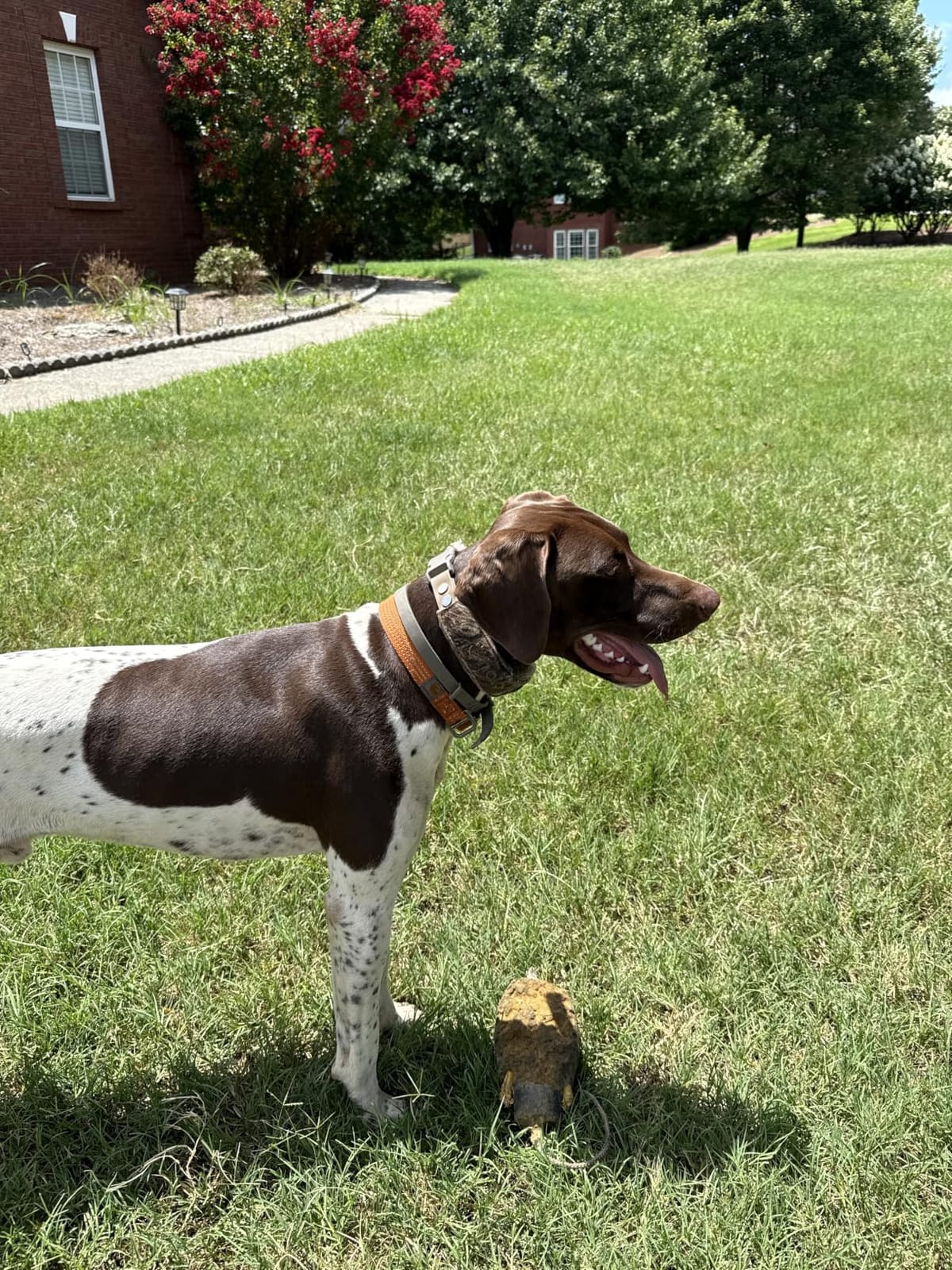 Halo Collar 5 Wireless Dog Fence System, GPS Tracking & Activity Insights customer photo 1