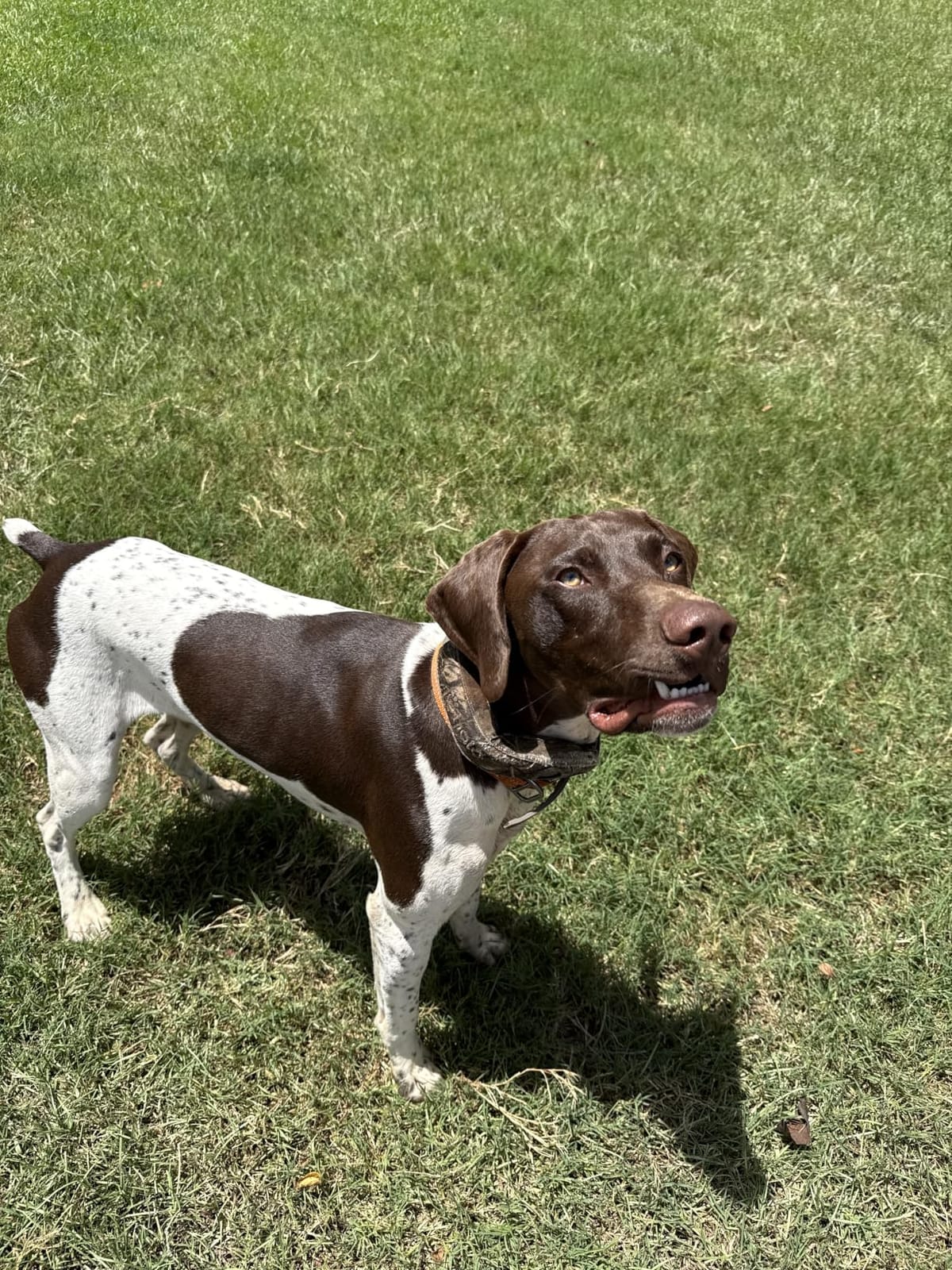 Halo Collar 5 Wireless Dog Fence System, GPS Tracking & Activity Insights customer photo 2