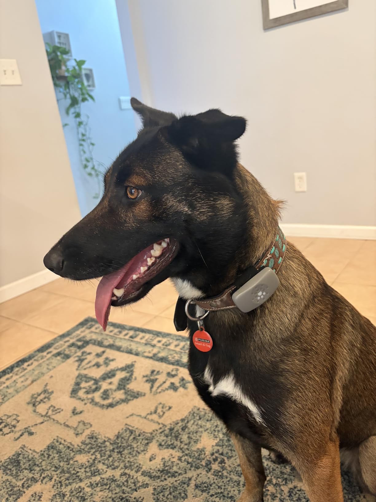 Purina Petivity Dog GPS Tracker Collar, Activity and Real Time Tracking customer photo 2