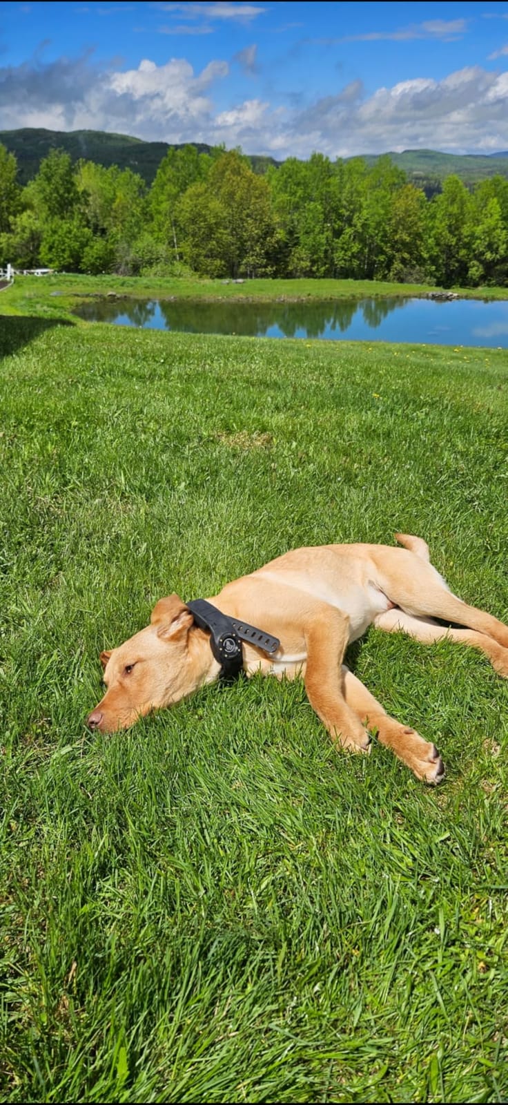 SpotOn Nova GPS Dog Fence Collar, App-Controlled Wireless Fence customer photo 2