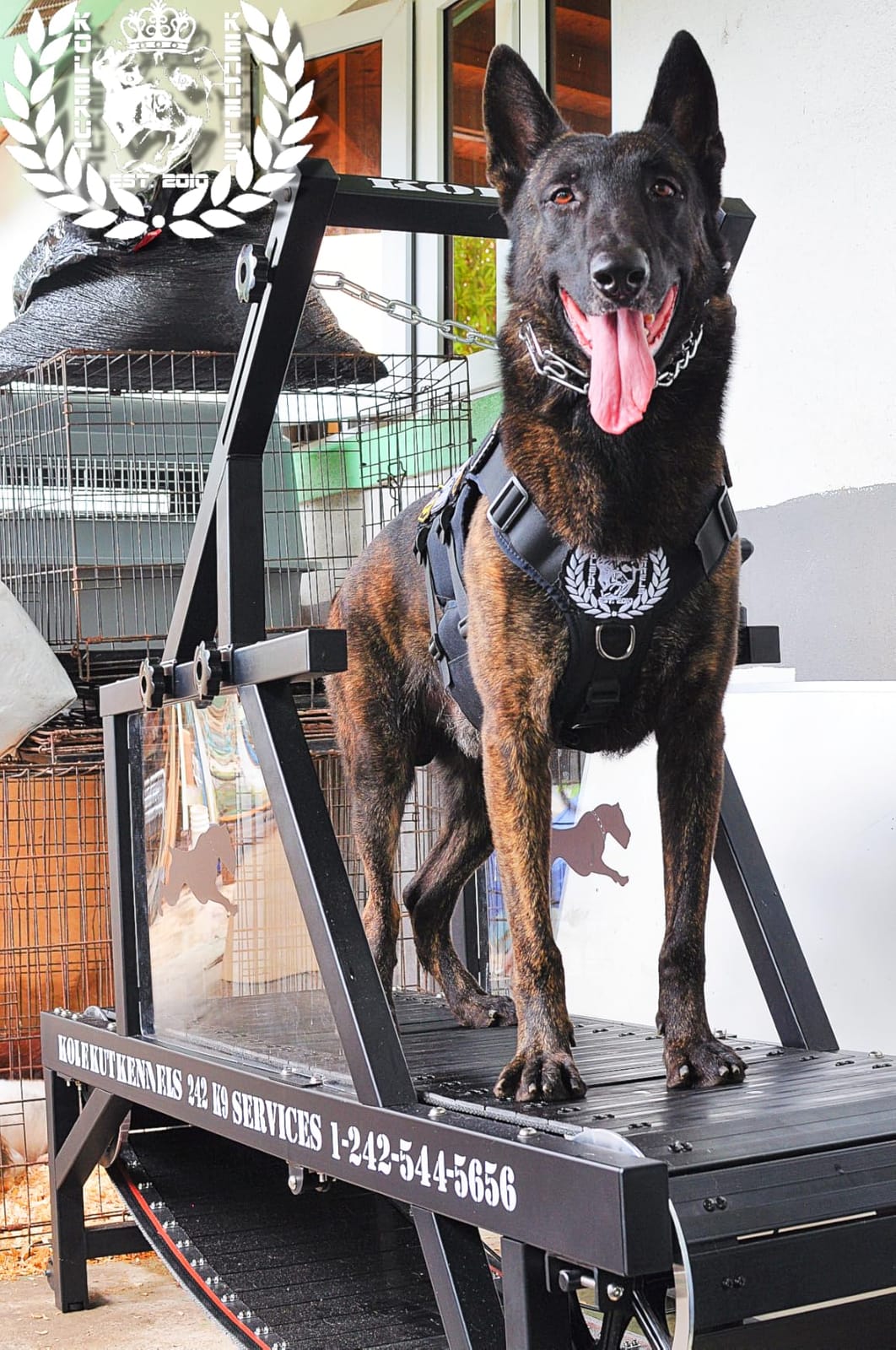 Dog Treadmill, HotFeed Dog Slat Mill for Medium Dogs, Doggy Treadmill with Brake & Plastic Track, Dog Pacer Treadmill to Keep Active and Fit, Up to 300LBS customer photo 2