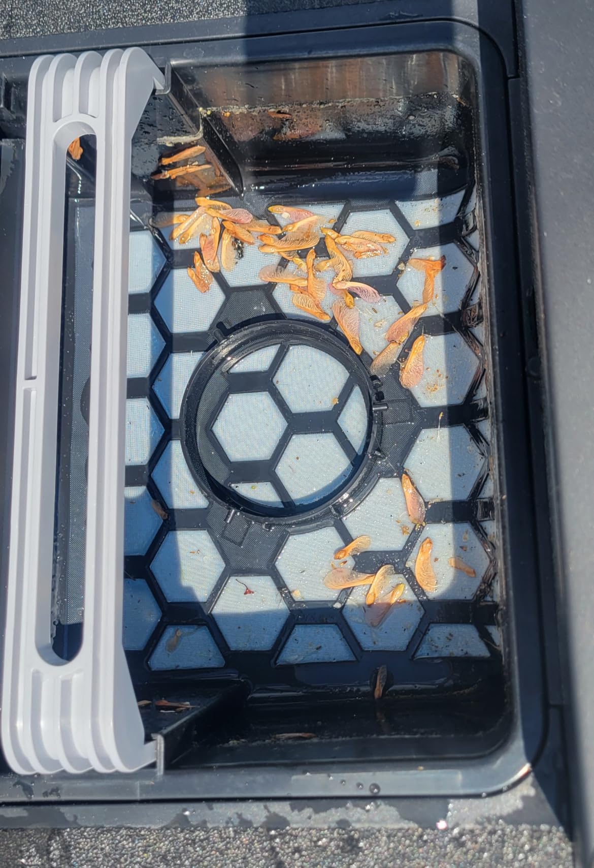 Betta Neo Solar-Powered Robotic Pool Skimmer with App Control & Ultra Long-Range Gateway System, Weather-Adaptive & Scheduled Cleaning, Dual Charging Options, for In-Ground & Above-Ground Pools (Blue) customer photo 2