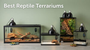 Best Reptile Terrariums