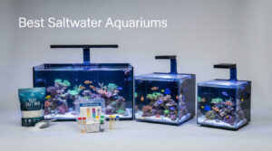 Best Saltwater Aquariums