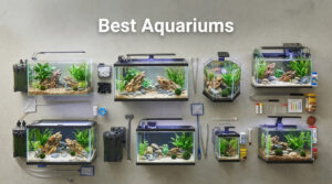 Best Aquariums