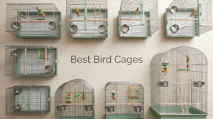 Best Bird Cages