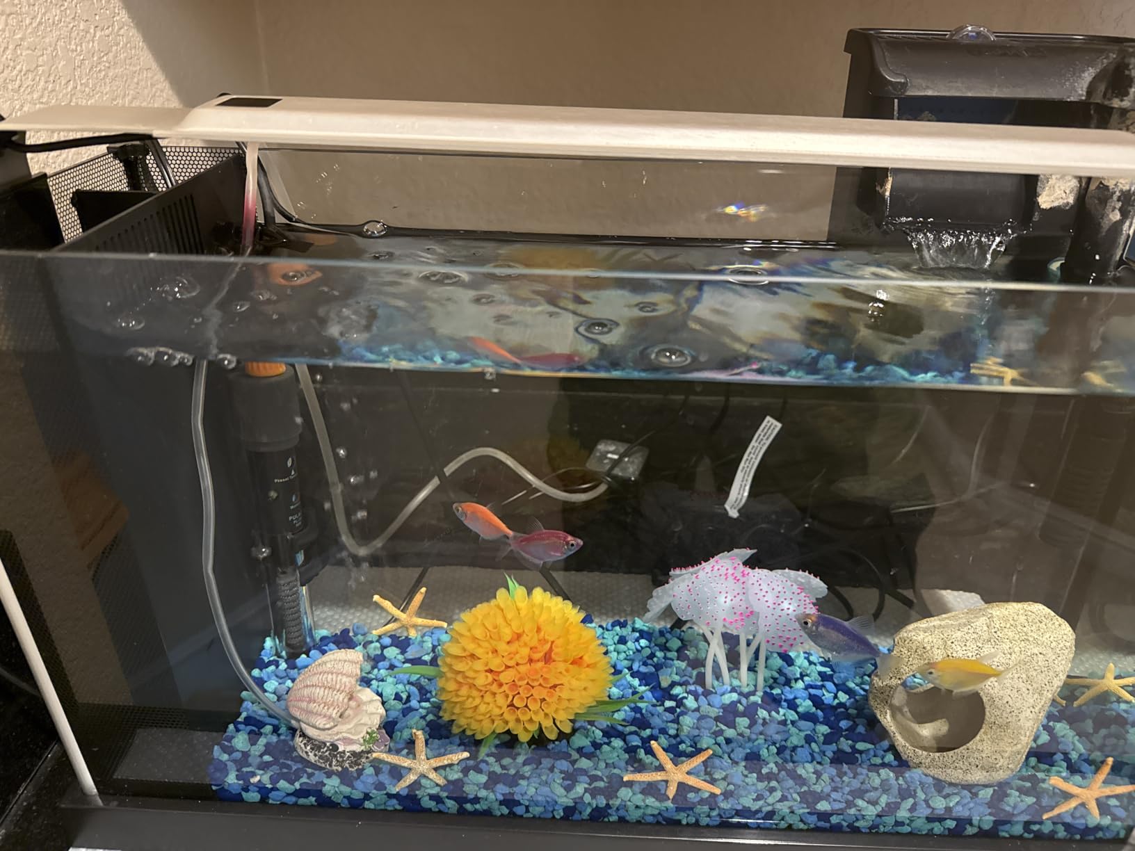 Fluval SPEC Aquarium Kit, 5-Gallon customer photo 1