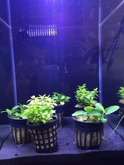 Fluval SPEC Freshwater Aquarium Kit, 2.6 Gallon, Black customer photo 1