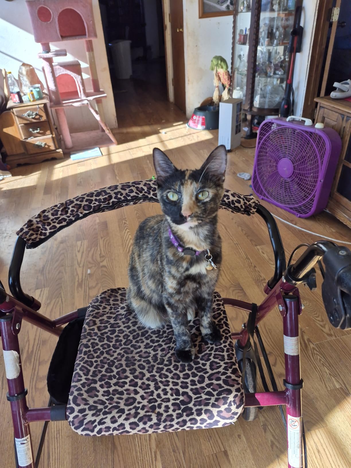 Crutcheze Rollator Seat & Backrest Cover Set, Walker Decorative Accessories customer photo 2